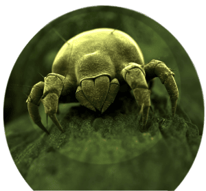 Dust Mites Love Fungi AATCC Dust Mite and Anti-fungal Testing