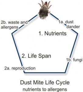 mite cycle