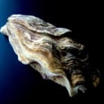 Oyster are common sources of food born vibrio bacteria