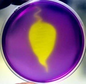 Microbial corrosion causing bacteria releasing acid.