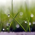 Close up of grass used in anti-fungal turf testing