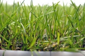 To successfully compost a material or product, it must pass the phytotoxicity test to determine the quality of compost.