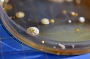 Biodegradability and Toxicity testing are commonly required for environmentally acceptable products under regulatory guidelines.