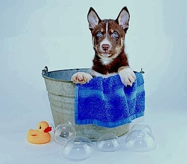 biodegradation and antimicrobial testing of pet care products provide ideal product solutions